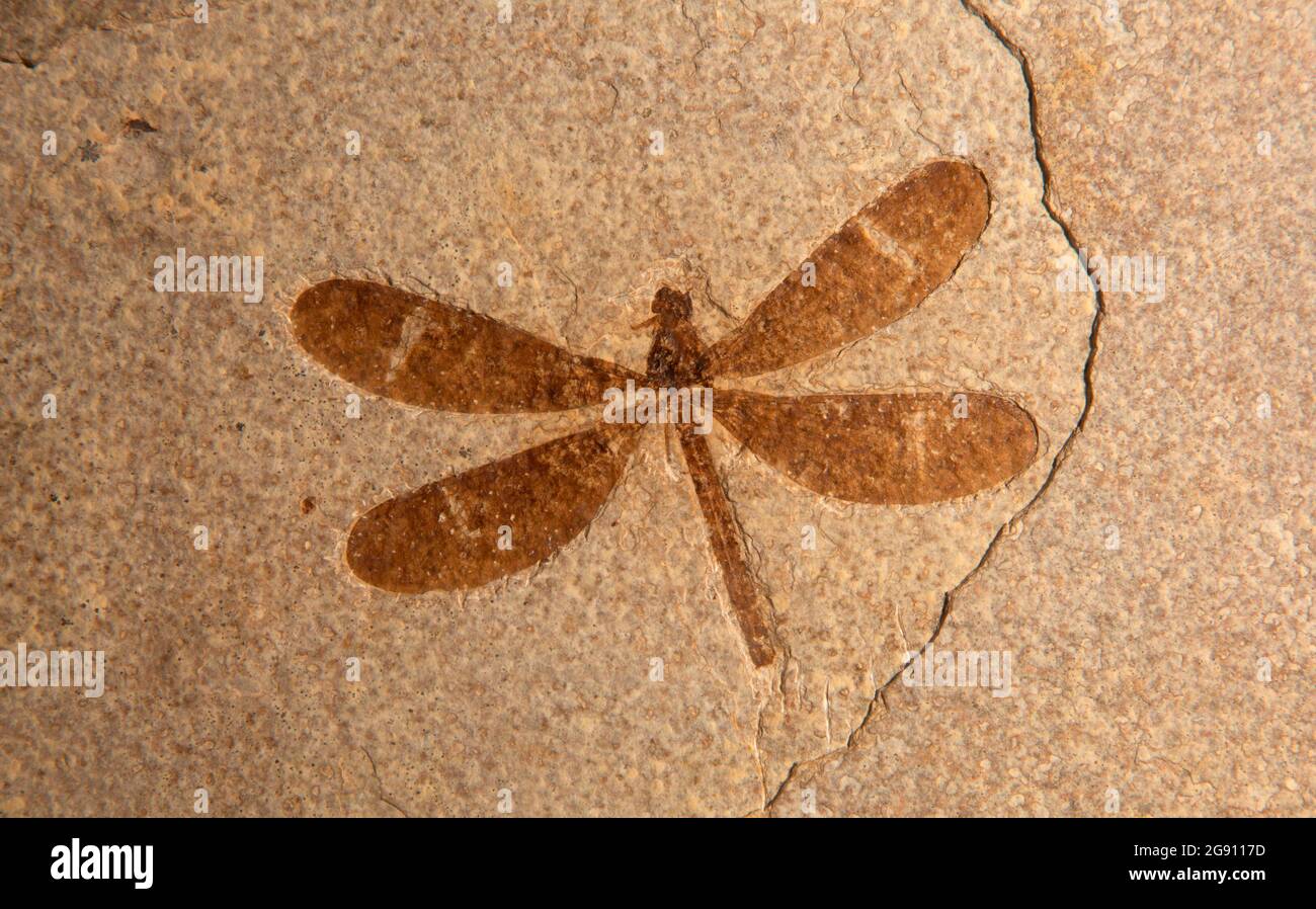 Exposition de damselfly fossile (Tynskysagrion brookeae) au Visitor Centre, Monument national de Fossil Butte, Wyoming Banque D'Images