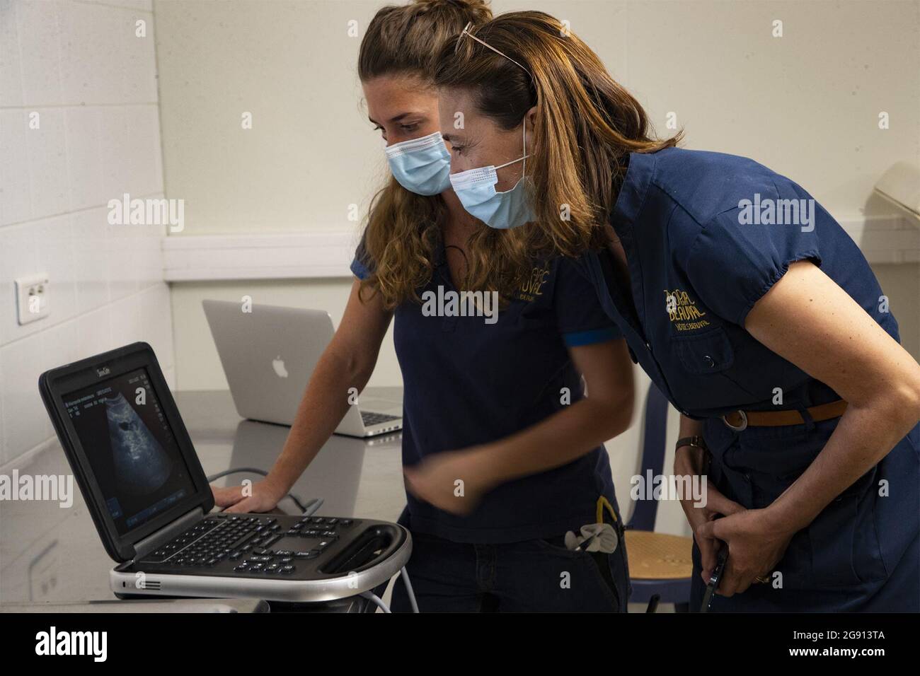 Saint Aignan-sur-cher, France. 24 juillet 2021. (210723) -- SAINT-AIGNAN-SUR-CHER (FRANCE), 23 juillet 2021 (Xinhua) -- les membres du personnel effectuent une échographie du panda géant femelle Huan Huan au zoo de Beauval à Saint-Aignan-sur-cher, dans le centre de la France, le 23 juillet 2021. Huan Huan, une panda géante au zoo de Beauval, attend des jumeaux et la naissance des petits est prévue pour la fin juillet ou début août, a annoncé le zoo vendredi. (Zoo de Beauval/Handout via Xinhua) Credit: Xinhua/Alay Live News Banque D'Images