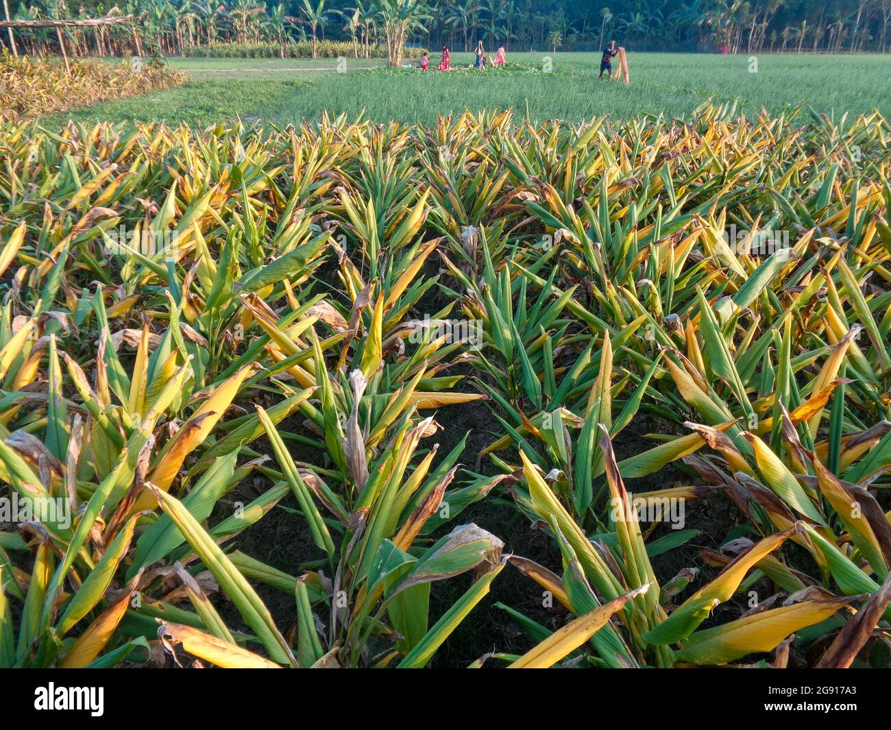 Immense champ jaune. Lignes et lignes de feuilles jaunes. Un beau paysage du Bangladesh. Banque D'Images