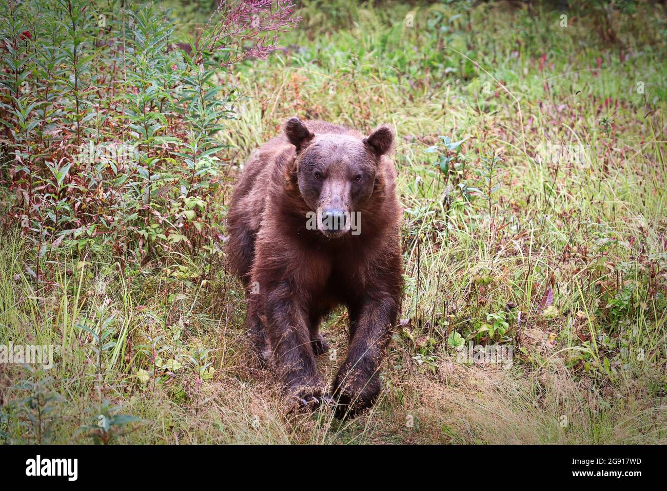 Grizzly Bear courant directement vers l'appareil photo Banque D'Images