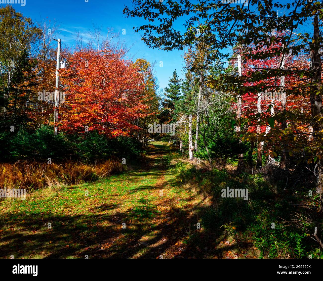 chemin à travers les arbres avec des feuilles colorées Banque D'Images