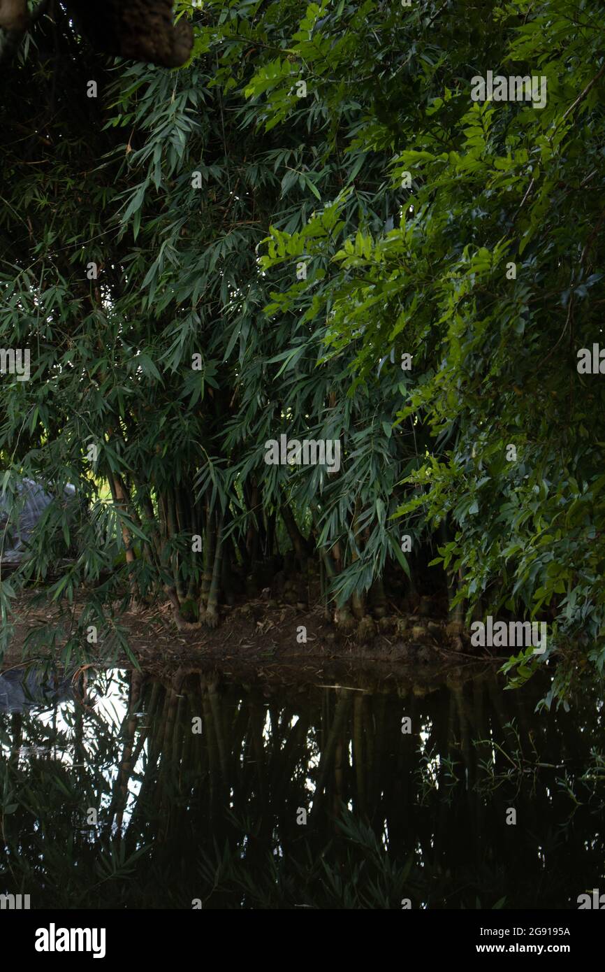 L'ombre des feuilles du buisson de bambou forme alors une forme d'art dans l'eau. Image de la beauté naturelle du Bangladesh. Banque D'Images