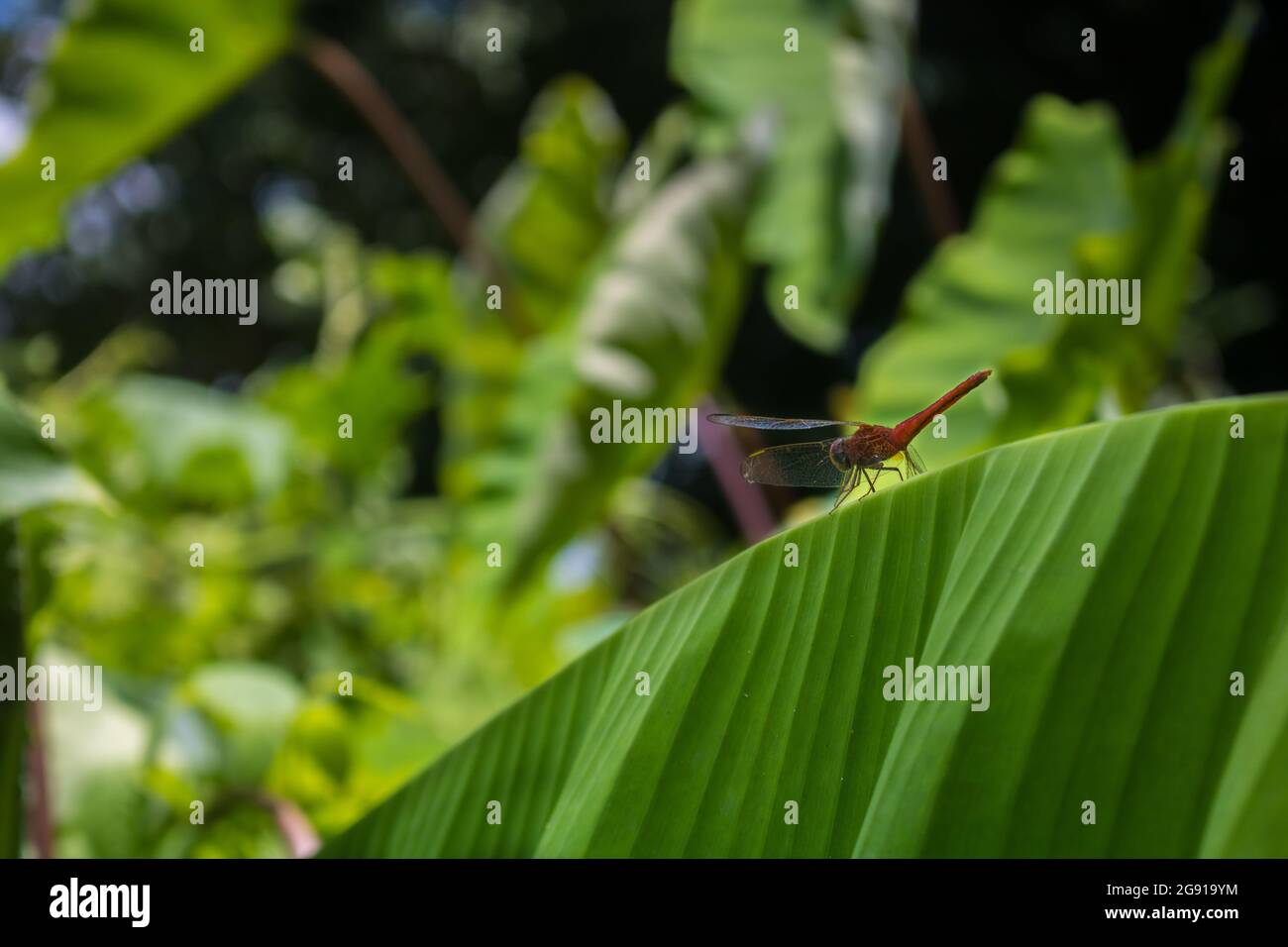 Il y a une grosse libellule rouge (sauterelle) assise sur les feuilles de banane vertes. Images de beauté naturelle. Banque D'Images