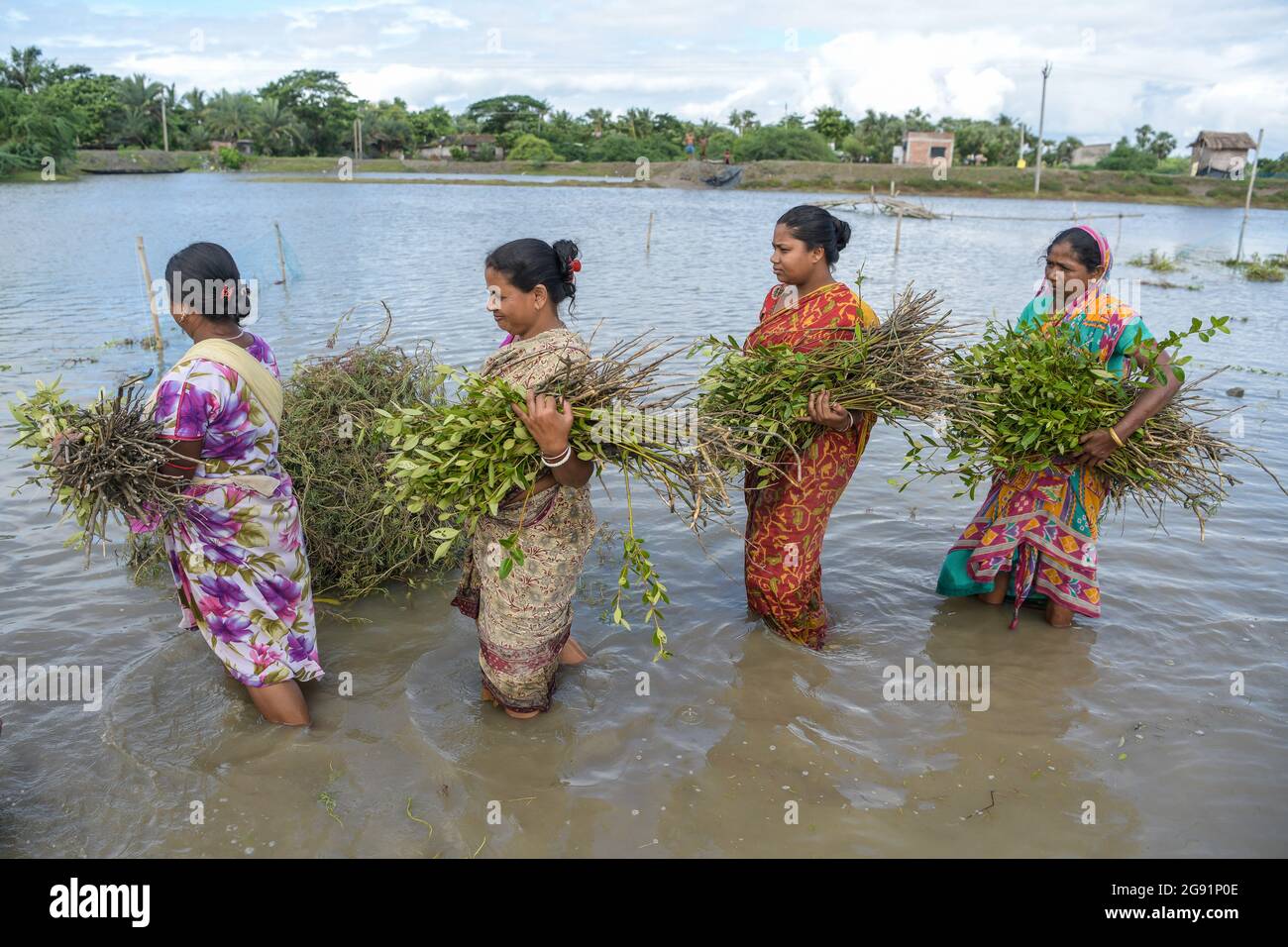 Kolkata, Inde. 22 juillet 2021. Les femmes portent des jeunes arbres de mangrove d'une pépinière qui sera plantée dans le sud de 24pgs.après le cyclone 'Yaas' a inondé les Sundarbans, endommageant près de 100 km de remblais et d'une valeur de millions de dollars de récoltes, le gouvernement du Bengale occidental a décidé de planter 150 millions de jeunes arbres de mangroves dans trois districts dans le cadre du programme MGNREGA (Loi nationale de 2005 sur la garantie de l'emploi rural) pour protéger les régions contre les cyclones et les inondations à venir. Crédit : SOPA Images Limited/Alamy Live News Banque D'Images