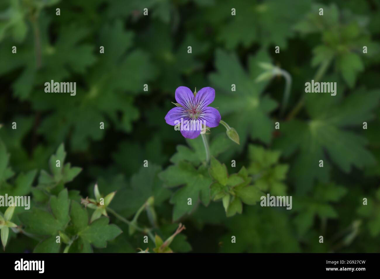 Petite fleur violette dans la nature Photo Stock - Alamy