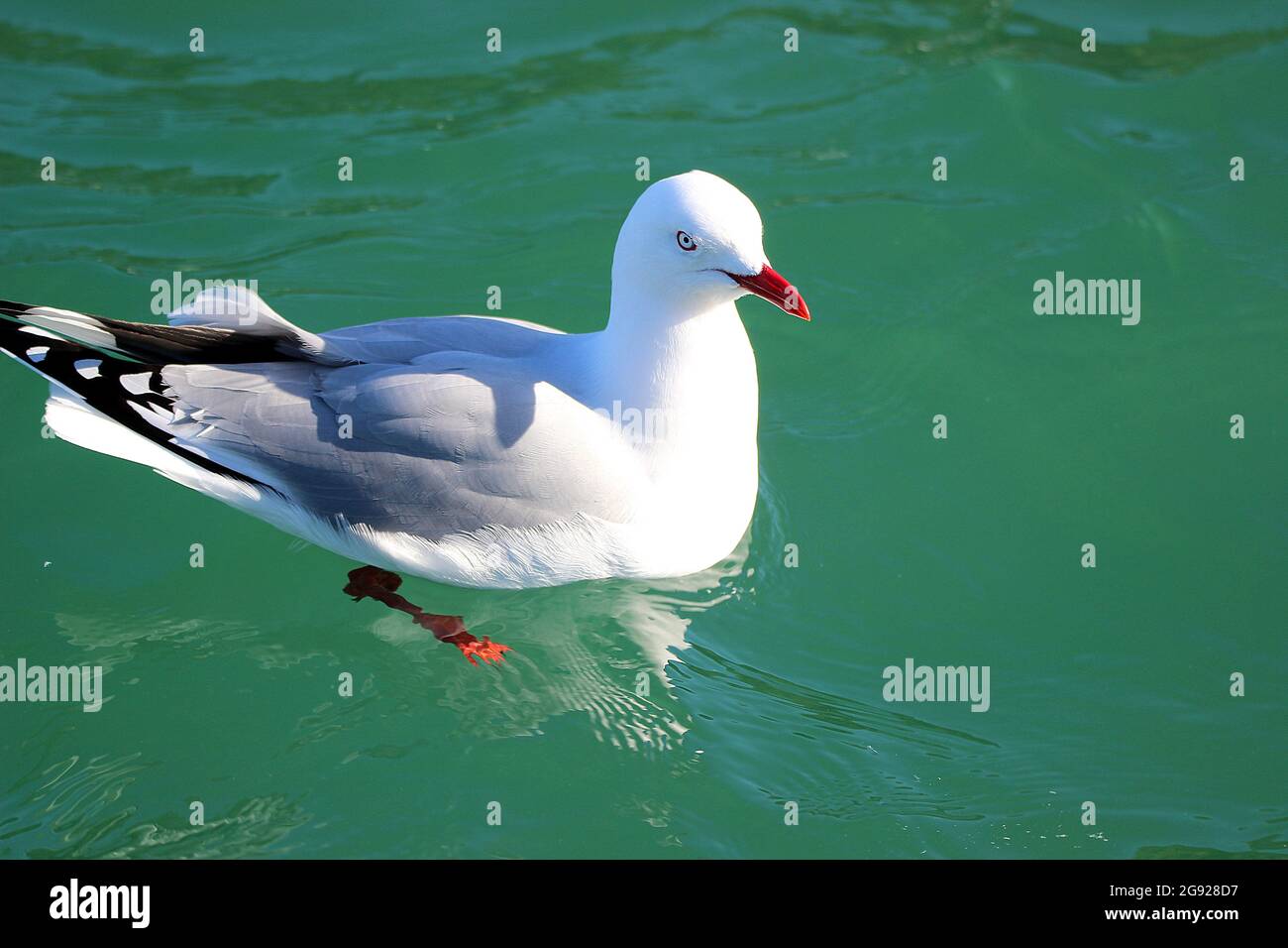 Goéland à bec rouge (Larus scopulinus) Banque D'Images