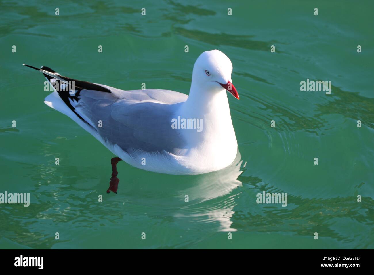 Goéland à bec rouge (Larus scopulinus) Banque D'Images