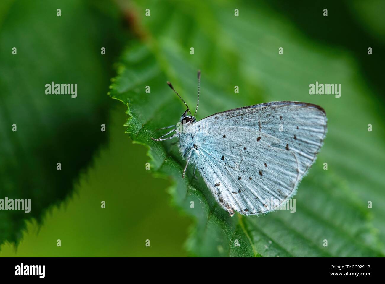 Holly Blue - Celastrina argiolus, petit papillon bleu béatiful des prairies et prairies européennes, Zlin, République Tchèque. Banque D'Images