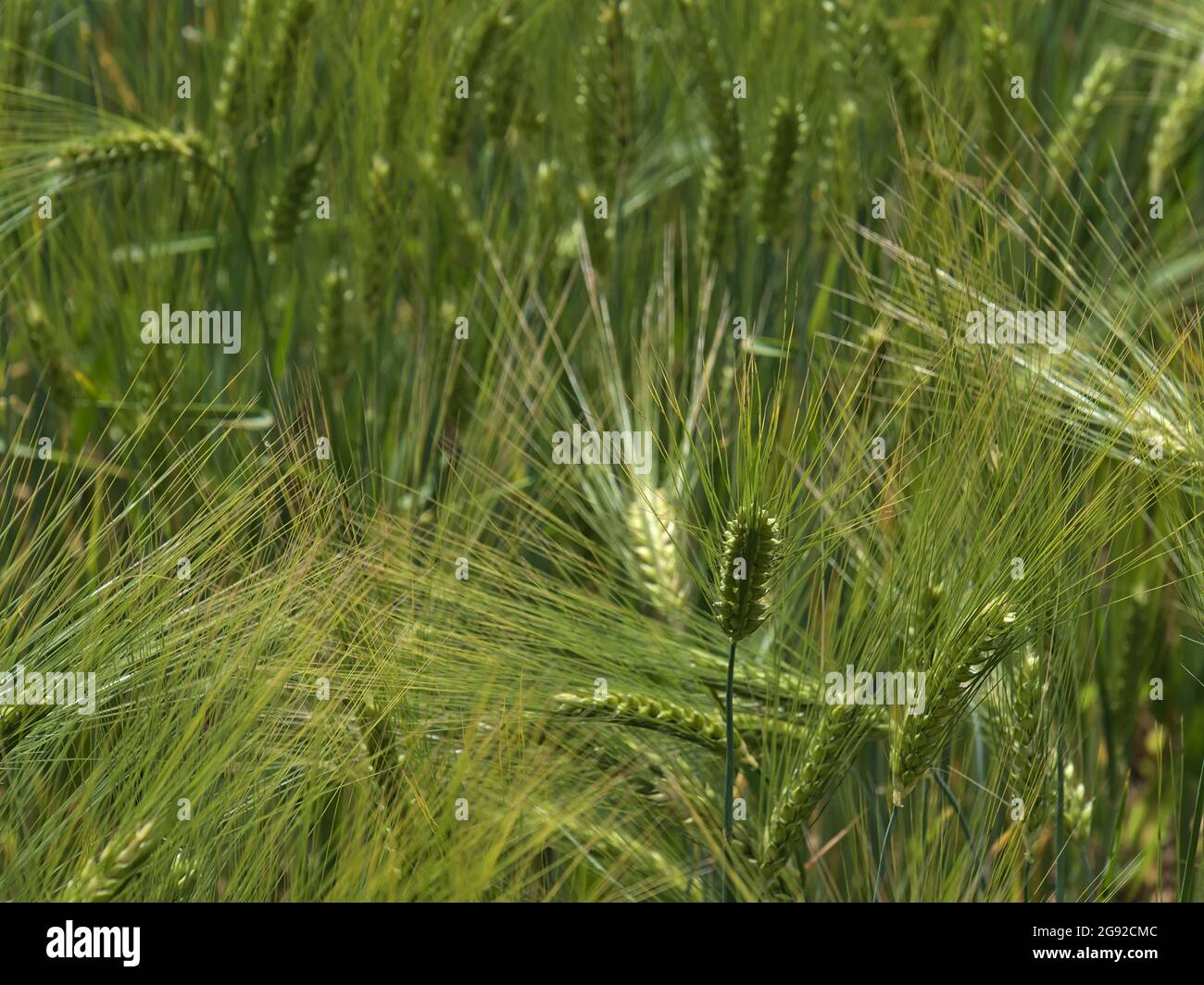 Gros plan sur le champ de céréales avec des plants d'orge de couleur verte fraîche (hordeum vulgare) en été à l'Alb de Souabe, en Allemagne. Banque D'Images