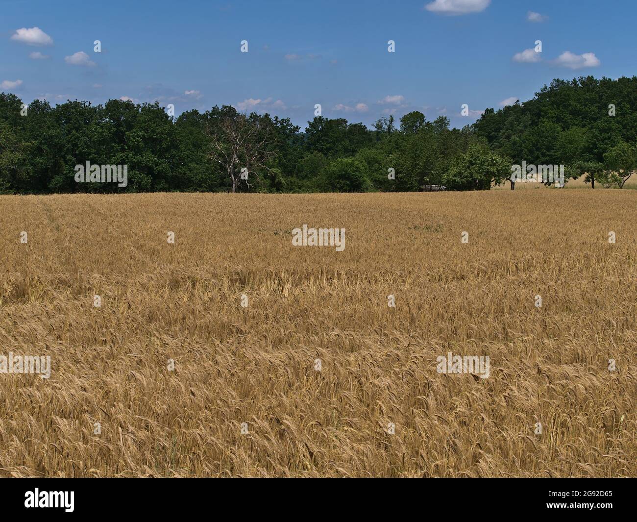 Vue du champ de céréales agricoles avec des plants d'orge de couleur dorée (hordeum vulgare) en été près d'Abstatt dans le Bade-Wurtemberg, en Allemagne. Banque D'Images