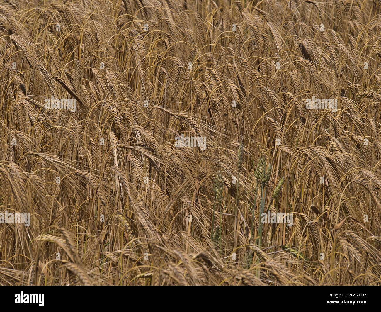 Vue rapprochée du champ de céréales agricoles avec texture de plants d'orge de couleur brune (hordeum vulgare) en été près d'Abstatt en Allemagne. Banque D'Images