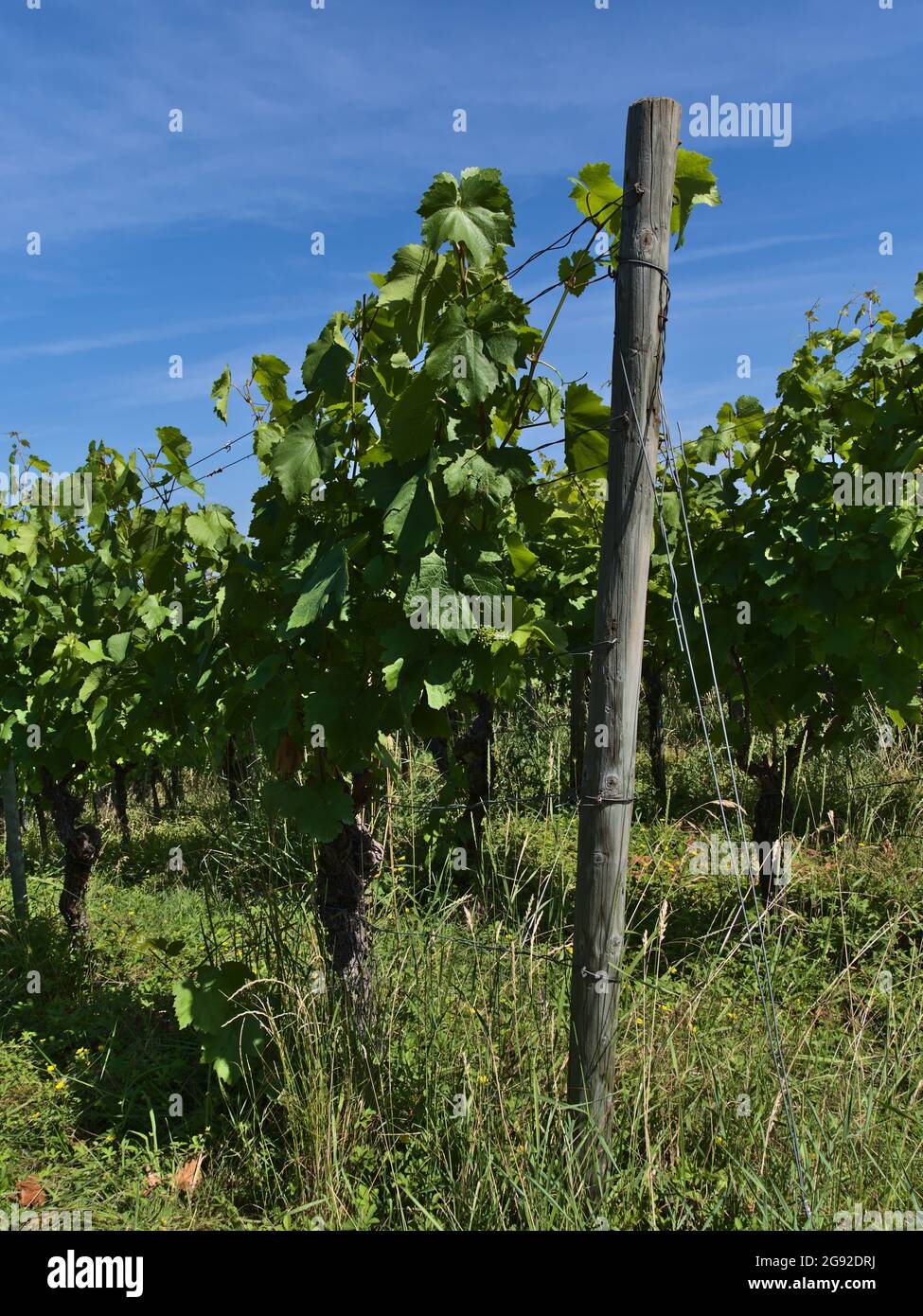 Vignoble avec pieu de bois et plantes de vigne vertes (vitis vinifera) avec de jeunes raisins et de l'herbe le jour ensoleillé de la saison estivale près de Beilstein, Allemagne. Banque D'Images
