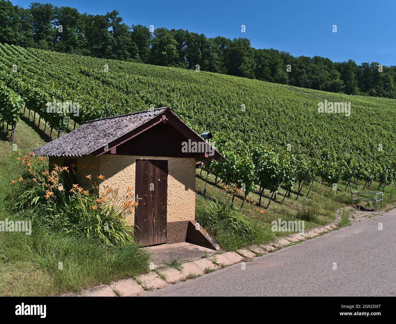 Petit hangar en pierre avec porte en bois et de beaux nénuphars d'orange au pied d'un vignoble avec des plantes de vigne vertes le jour ensoleillé de la saison estivale. Banque D'Images