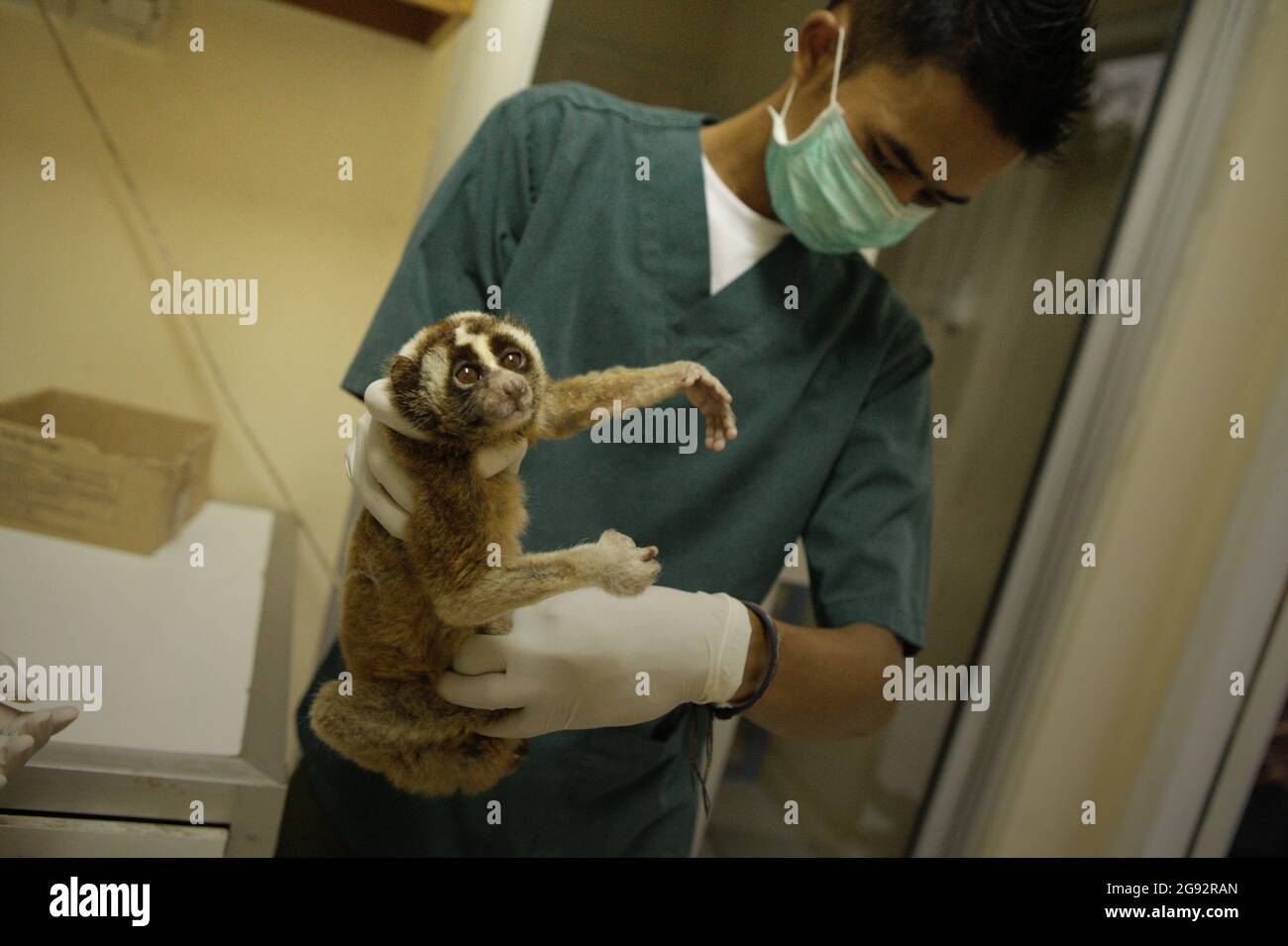 Une équipe de vétérinaires dirigée par Sharmini Julita Paramasivam prépare un loris lent pour un traitement médical. Sauvé du commerce de la faune, il s'agit de l'un des primates réhabilités à l'installation exploitée par International Animal Rescue (IAR) à Ciapus, Bogor, West Java, Indonésie. Les primates seront libérés dans la nature une fois qu'ils seront prêts. Banque D'Images