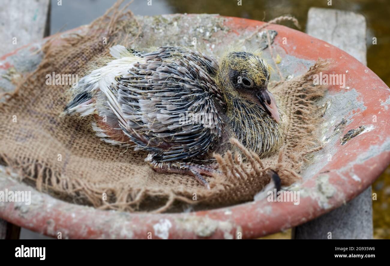Bebe Pigeon Avec Des Cheveux En Croissance Assis Sur Son Nid De Pres Photo Stock Alamy