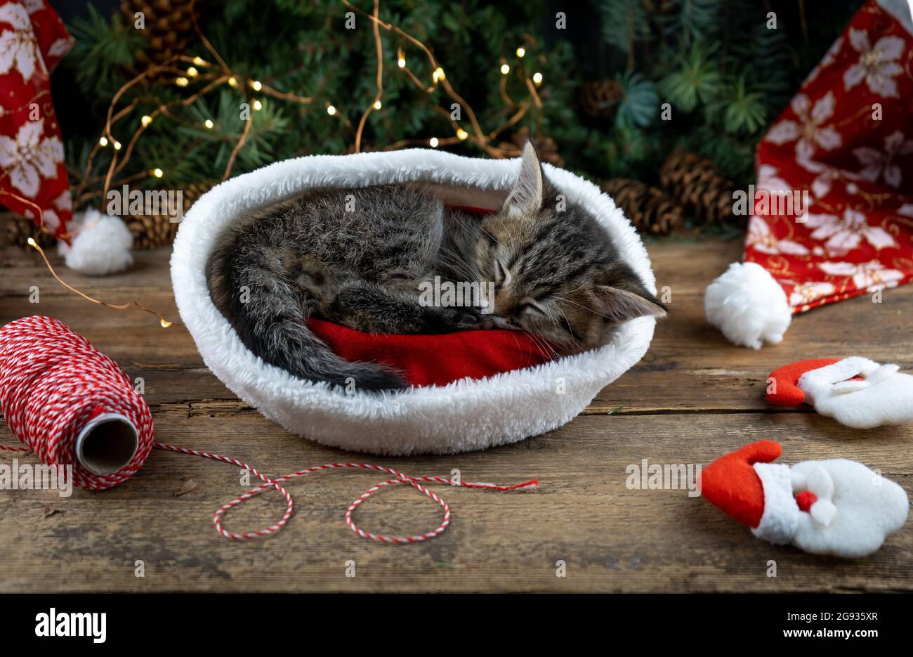 Chaton dort dans le chapeau du père noël. Animal de Noël chat endormi. Présente le concept. Portrait du chaton. Adorable tabby animal, gros plan drôle carte d'hiver Banque D'Images