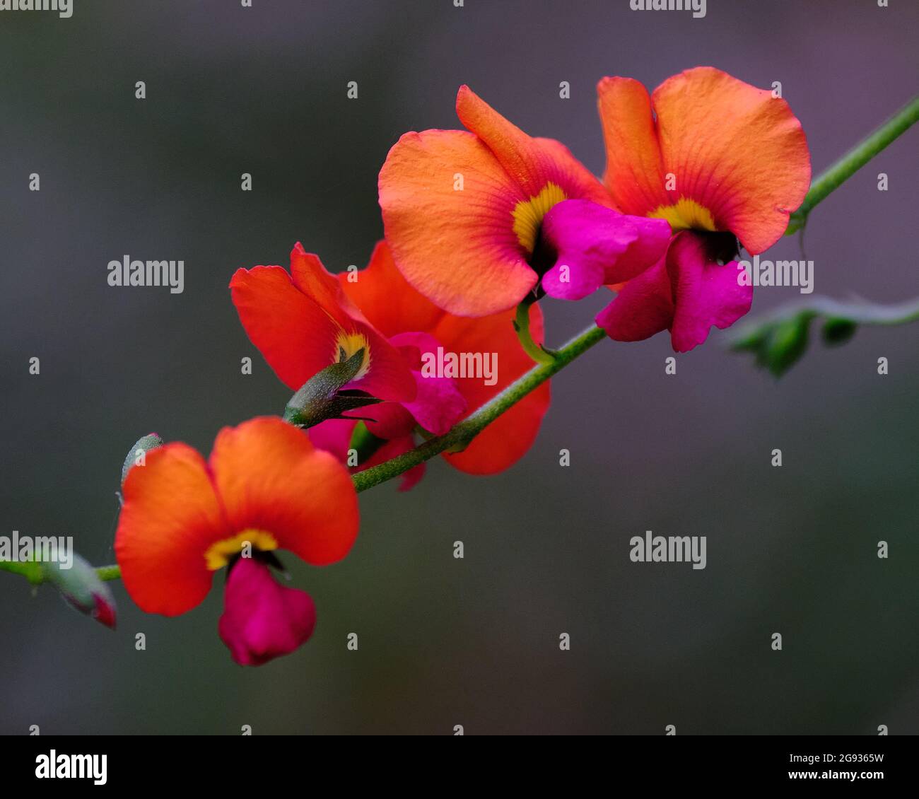 Fleurs de pois de flamme Banque D'Images