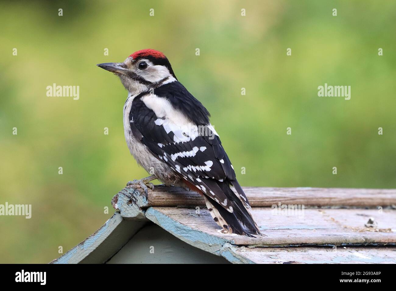 Pic mineur Banque D'Images