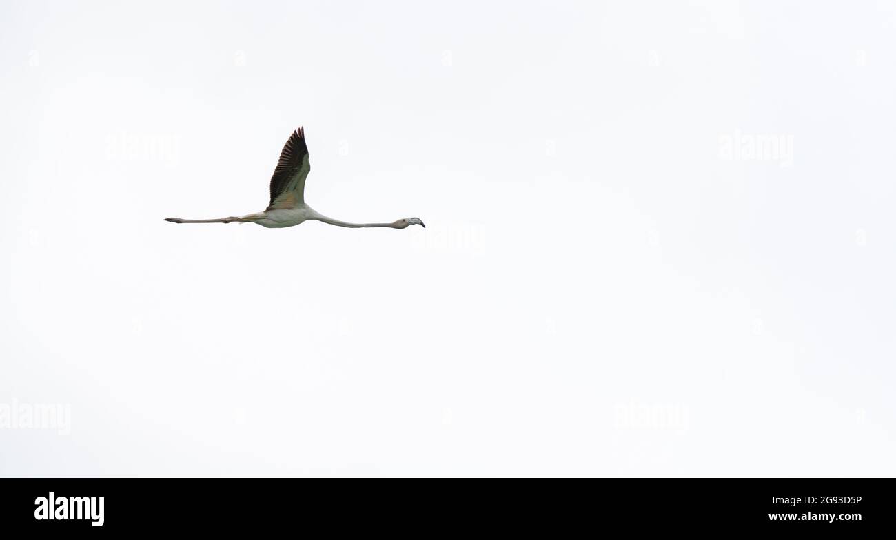 Flamingo volant avec ailes allongées sur blanc Banque D'Images