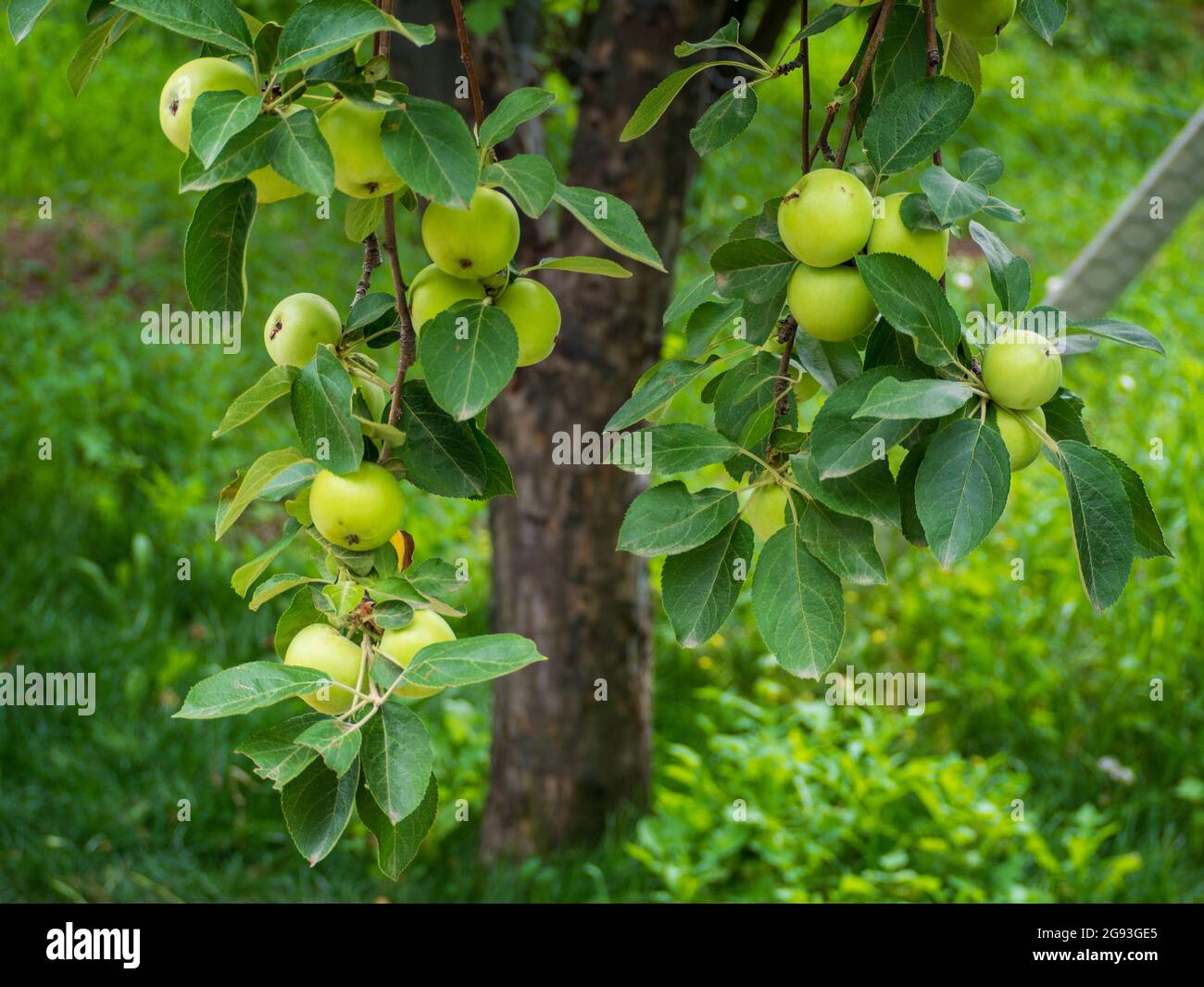 Pommes sur une branche Banque D'Images