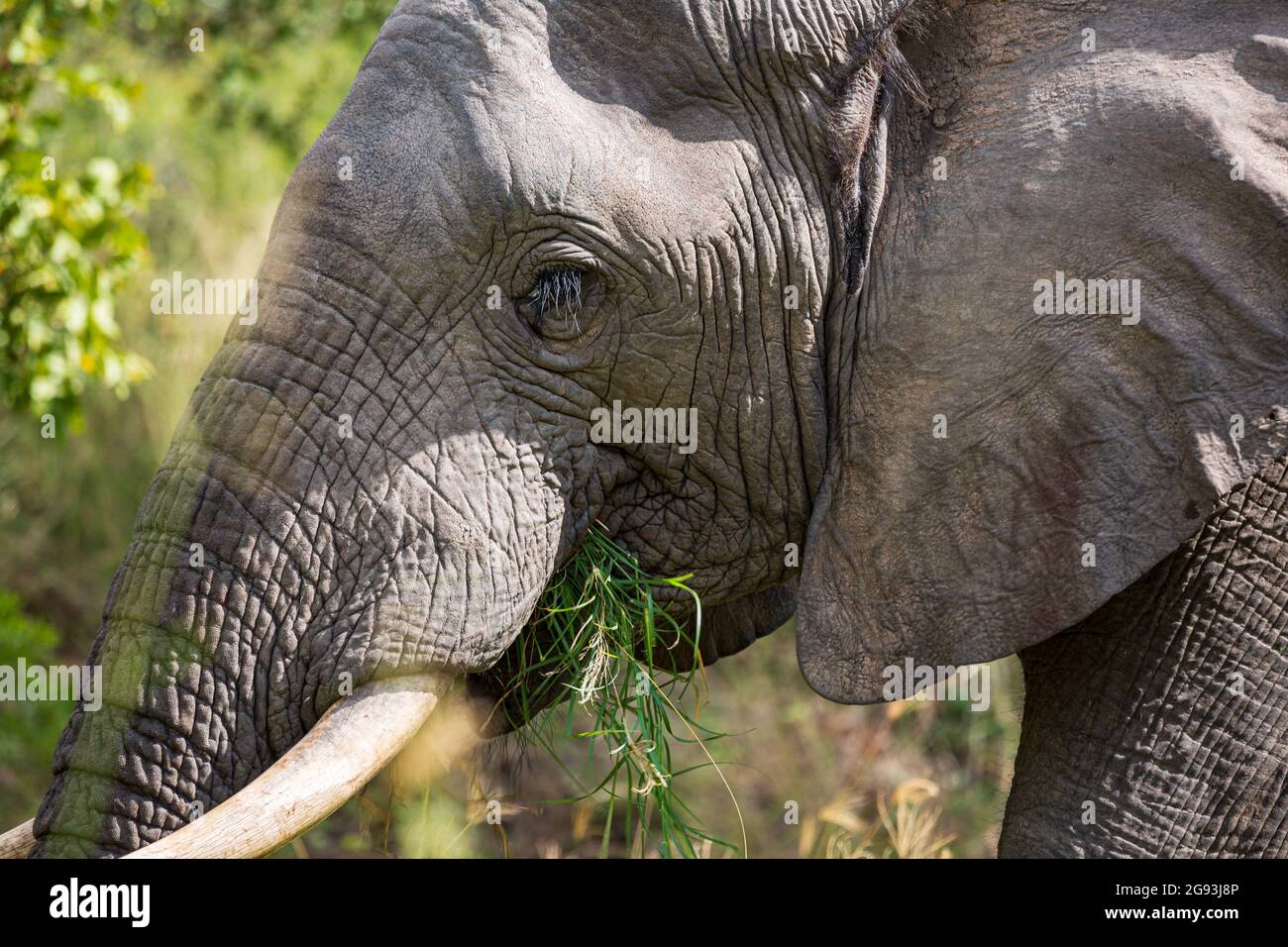 Portrait en gros plan de l'herbe mangeant des éléphants, parc national Kruger, Afrique du Sud Banque D'Images