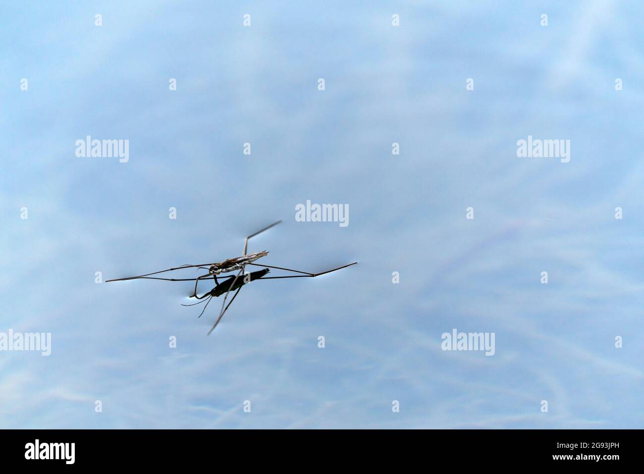 Insecte strider de l'eau dans l'étang Banque D'Images