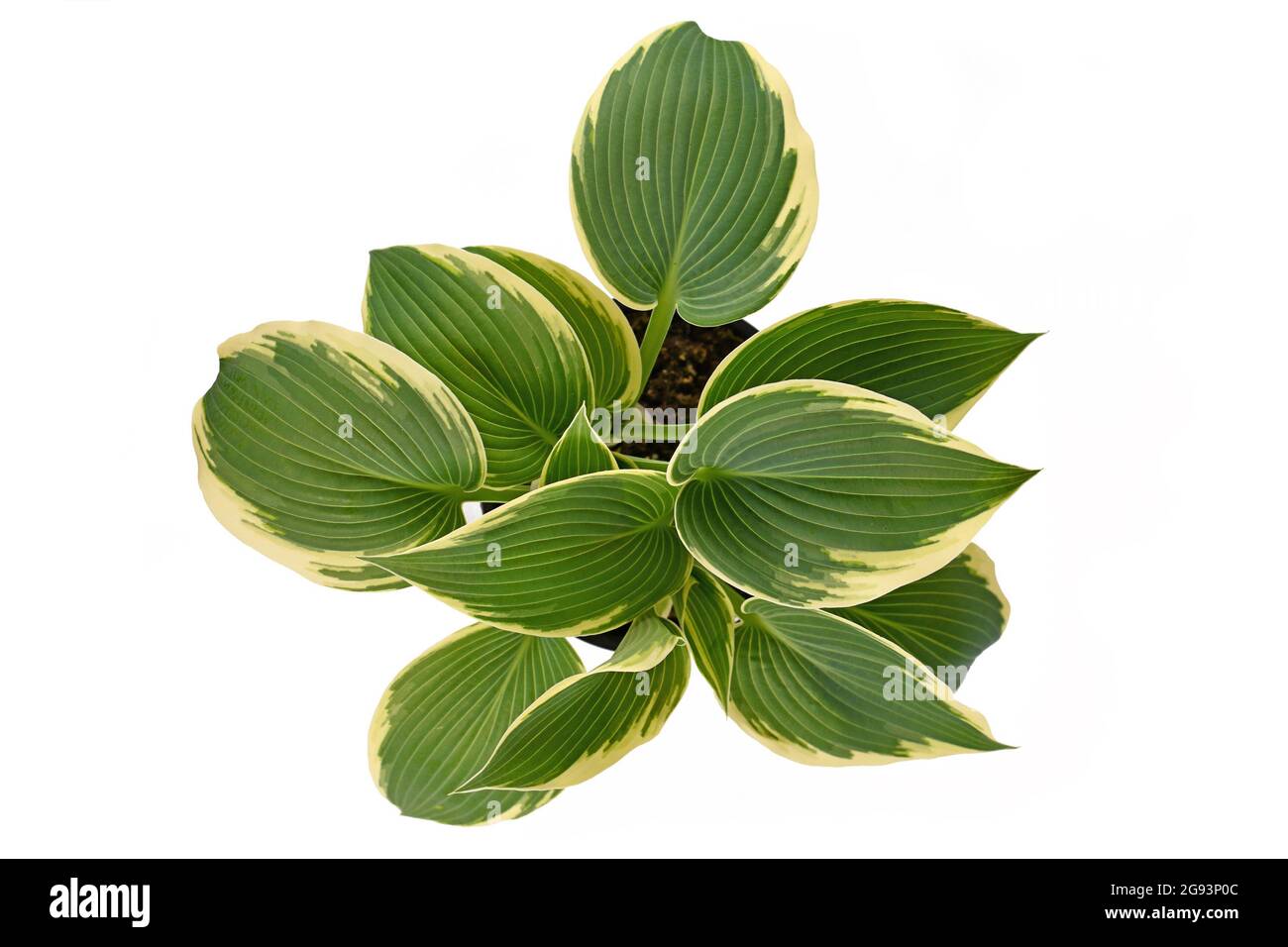 Graines De Plantes Hosta 50 Pièces - Couleur Vert-blanc - Faciles à Cultiver - Pour Jardin Ombragé