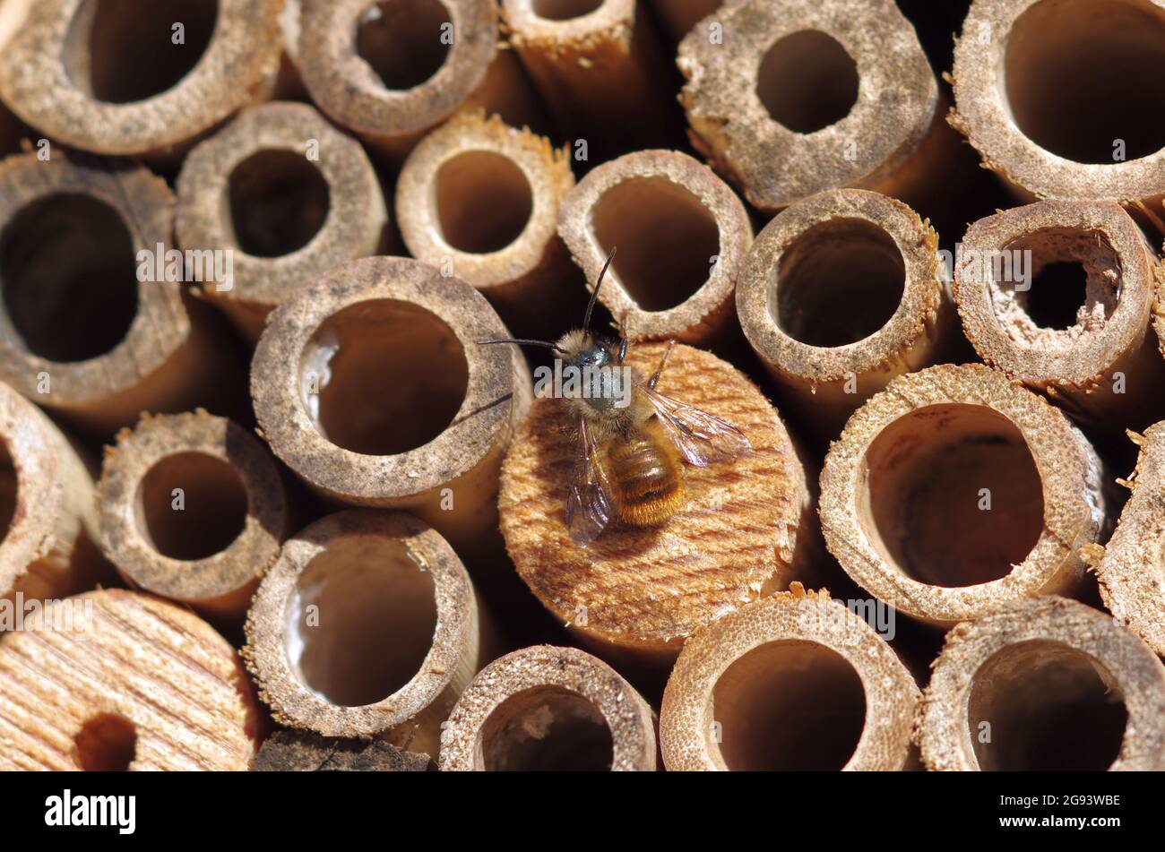 Un mâle, une abeille rouge, patrouilant dans un hôtel d'abeilles à la recherche de nouvelles femelles Banque D'Images
