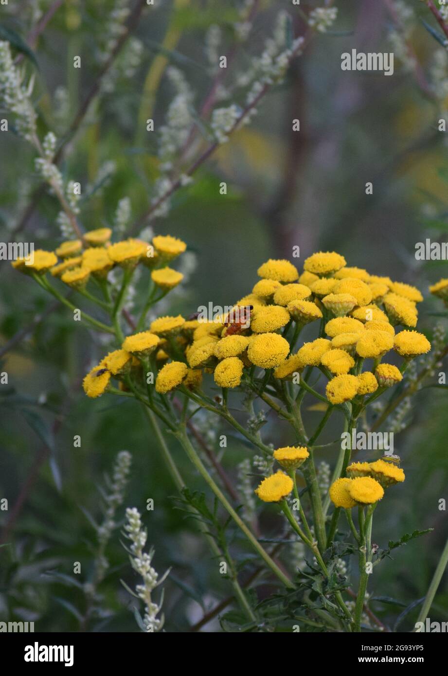 Une paire de coléoptères doux sur une Tansy Banque D'Images