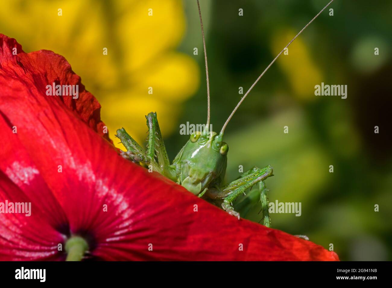 Grand buisson vert-cricket (Tetigonia viridissima) adulte femelle / imago sur la fleur rouge de coquelicot commun (Papaver rhoeas) dans la prairie en été Banque D'Images