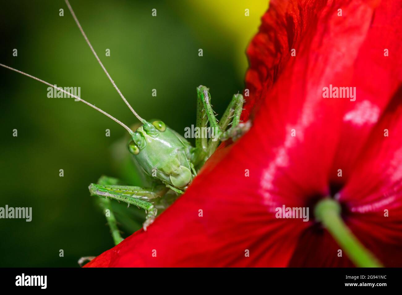 Grand buisson vert-cricket (Tetigonia viridissima) adulte femelle / imago sur la fleur rouge de coquelicot commun (Papaver rhoeas) dans la prairie en été Banque D'Images