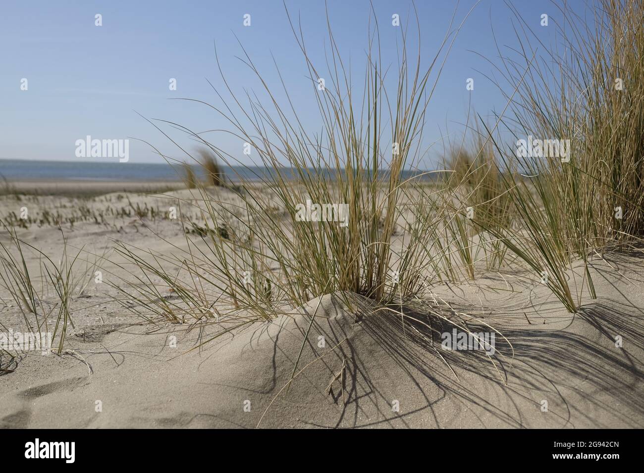 Dunes avec herbe de maram avec vue sur la mer. La photo est prise près de la plage de Rockanje dans le sud-ouest de la Hollande. Magnifique avec des ombres à paupières Banque D'Images