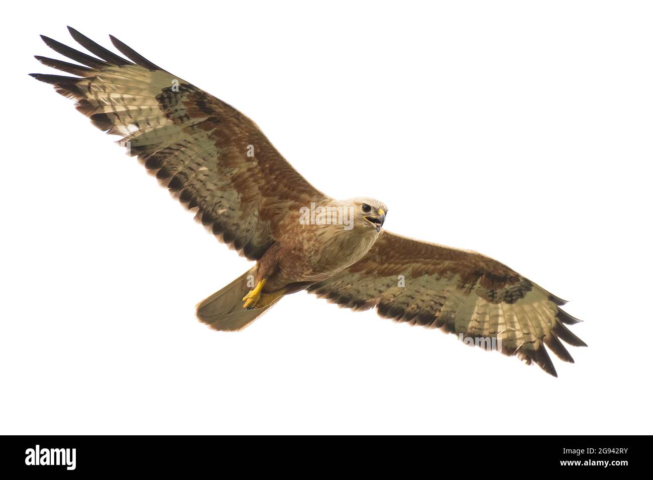 Oiseaux de proie - Buteo rufinus, bourdonnet à long pattes, en vol. Isolé sur blanc. Banque D'Images