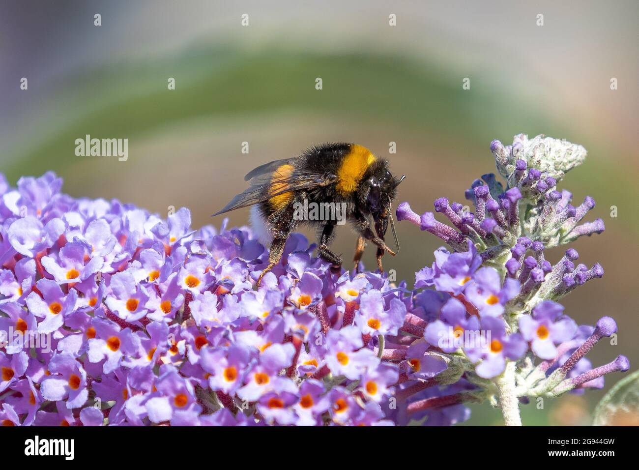 Bourdon nourrissant le nectar d'une fleur de papillon-buisson lilas d'été Banque D'Images