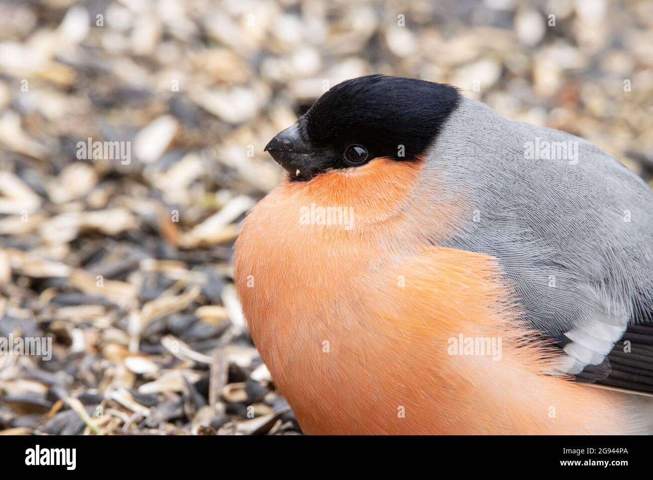 Pyrrhula pyrrrrula, parasite cosmopolite Trichomonas gallinae, est responsable de la présence de taureaux eurasiens Banque D'Images