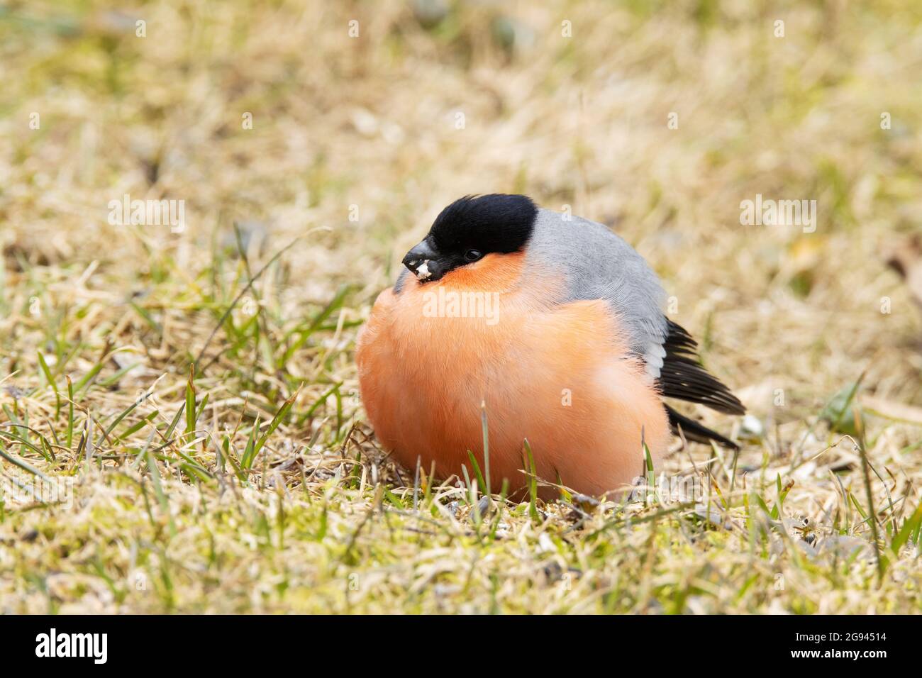 Pyrrhula pyrrrrula, parasite cosmopolite Trichomonas gallinae, est responsable de la présence de taureaux eurasiens Banque D'Images