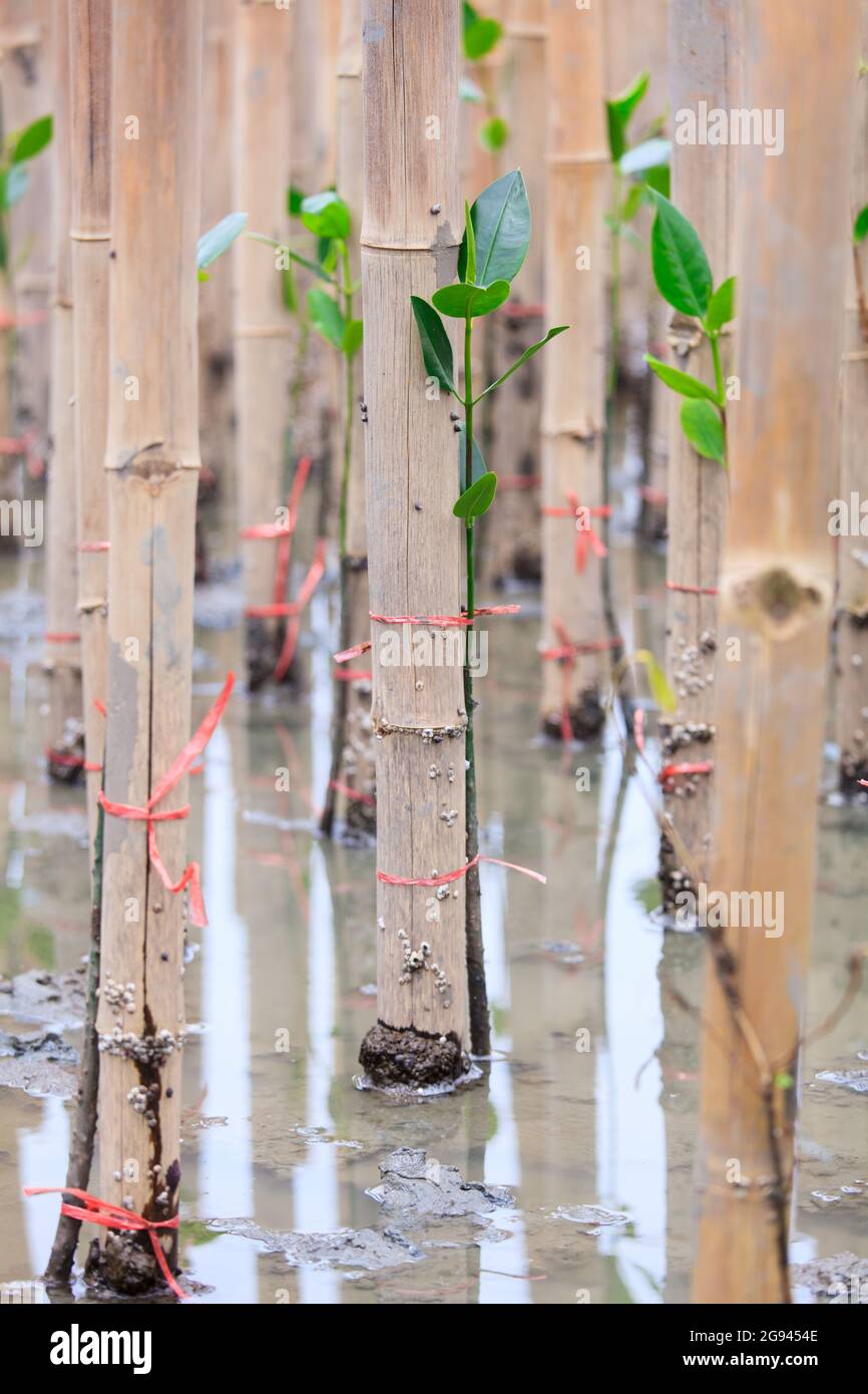 Les jeunes mangroves arborent une activité de reboisement Banque D'Images