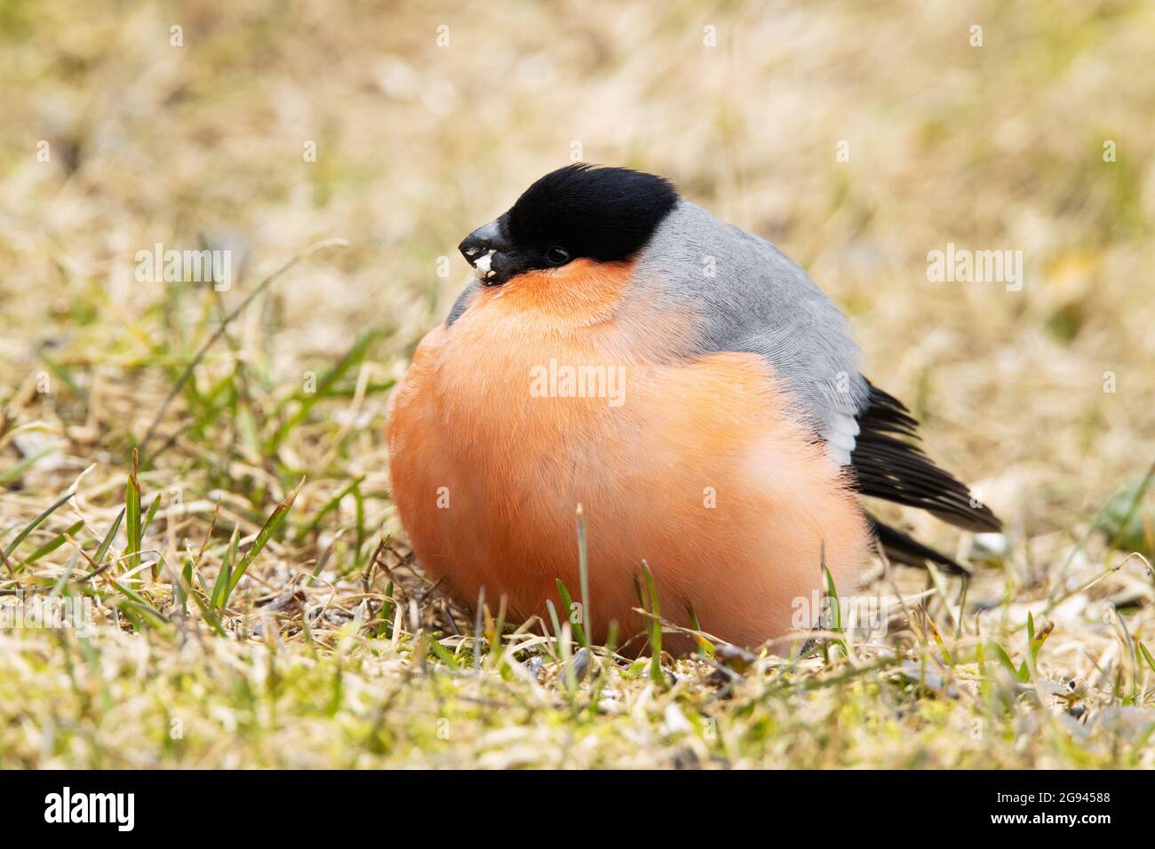 Pyrrhula pyrrrrula, parasite cosmopolite Trichomonas gallinae, est responsable de la présence de taureaux eurasiens Banque D'Images