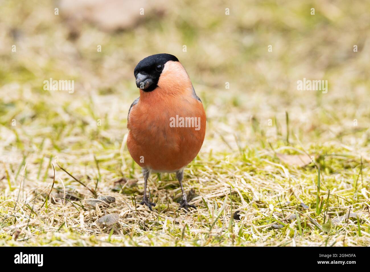 Bullfinch eurasien, Pyrrhula pyrrhula sur l'herbe au printemps en Estonie. Banque D'Images