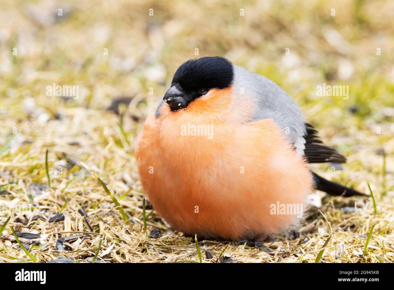 Pyrrhula pyrrrrula, parasite cosmopolite Trichomonas gallinae, est responsable de la présence de taureaux eurasiens Banque D'Images