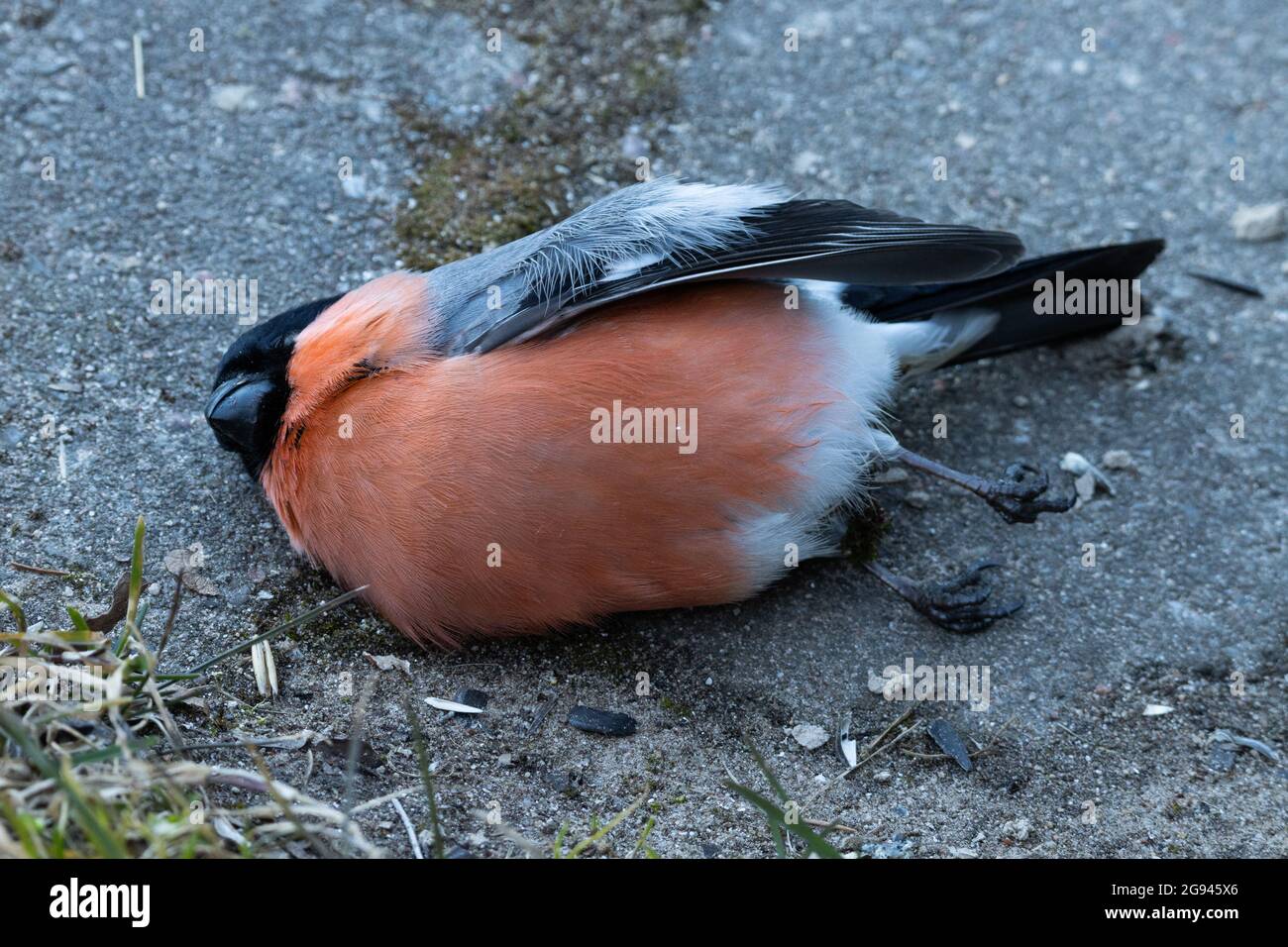 Bullfinch eurasien, Pyrrhula pyrrhula est décédé après avoir été infecté par le parasite Trichomonas gallinae. Banque D'Images