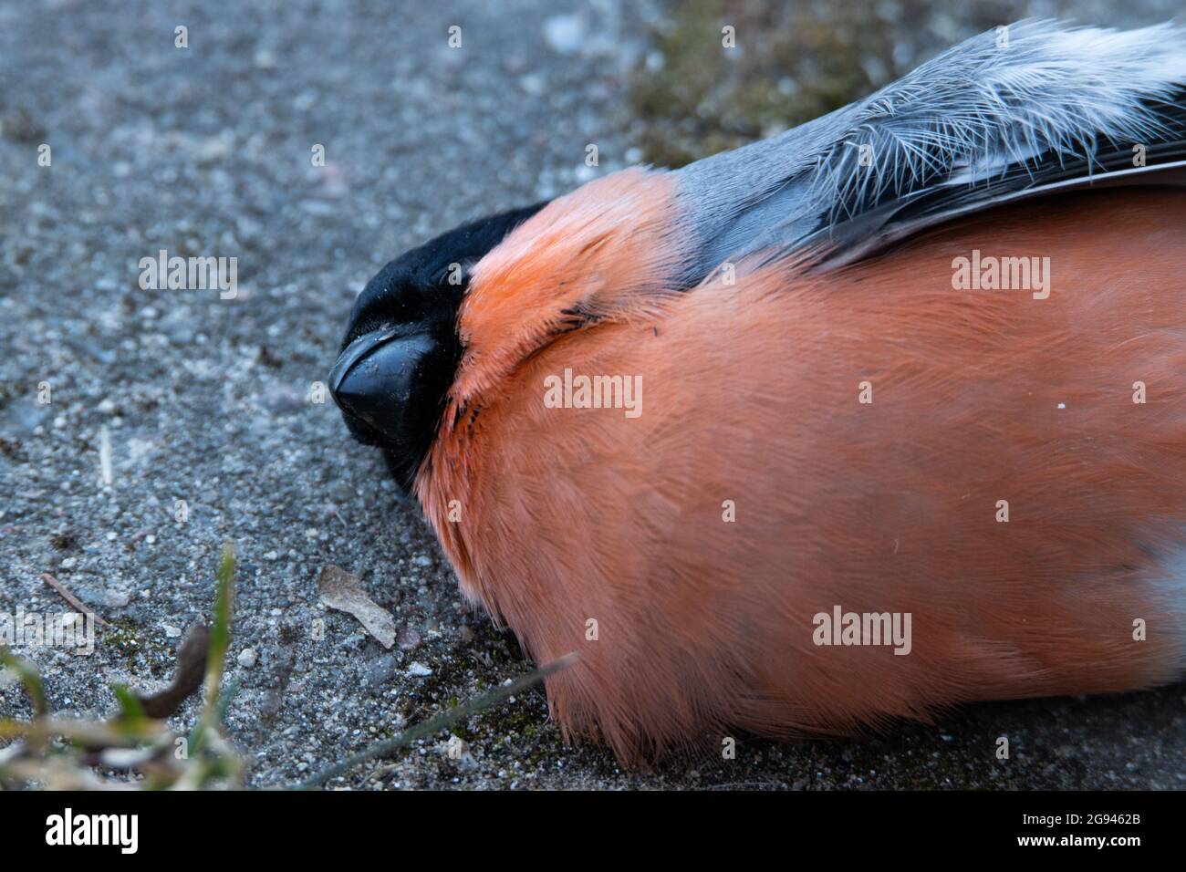 Bullfinch eurasien, Pyrrhula pyrrhula est décédé après avoir été infecté par le parasite Trichomonas gallinae. Banque D'Images