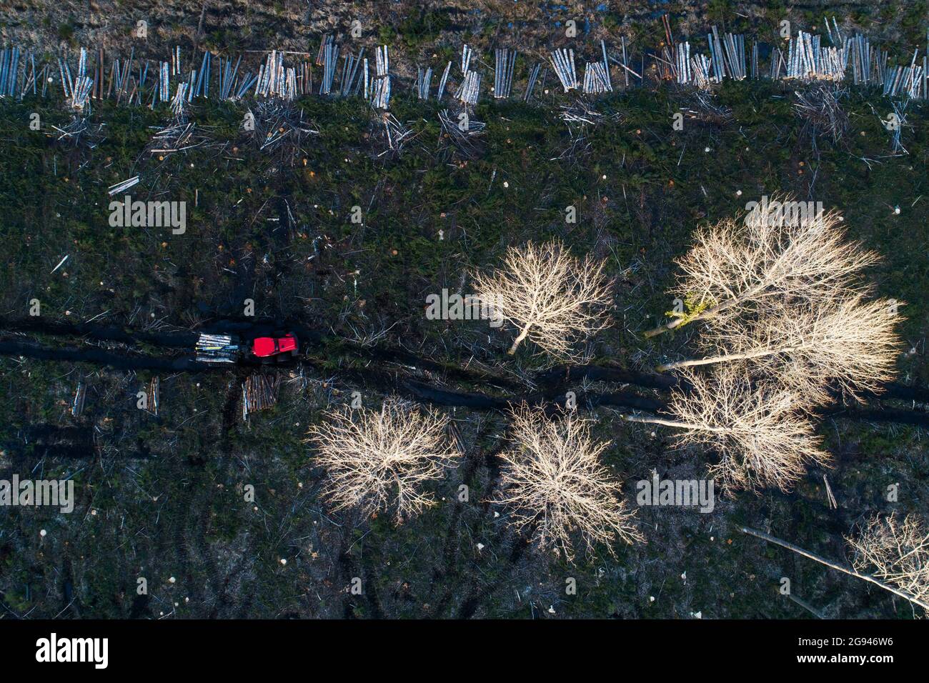 Une vue aérienne d'une zone dégagée après la déforestation avec un transitaire rouge dans la forêt européenne, Estonie. Banque D'Images