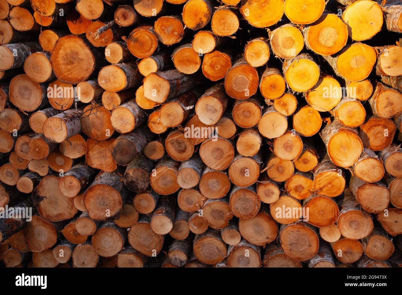 Bois d'oeuvre de bouleau fraîchement coupé et empilé comme ressource de matière première pour l'industrie du bois en Estonie. Banque D'Images
