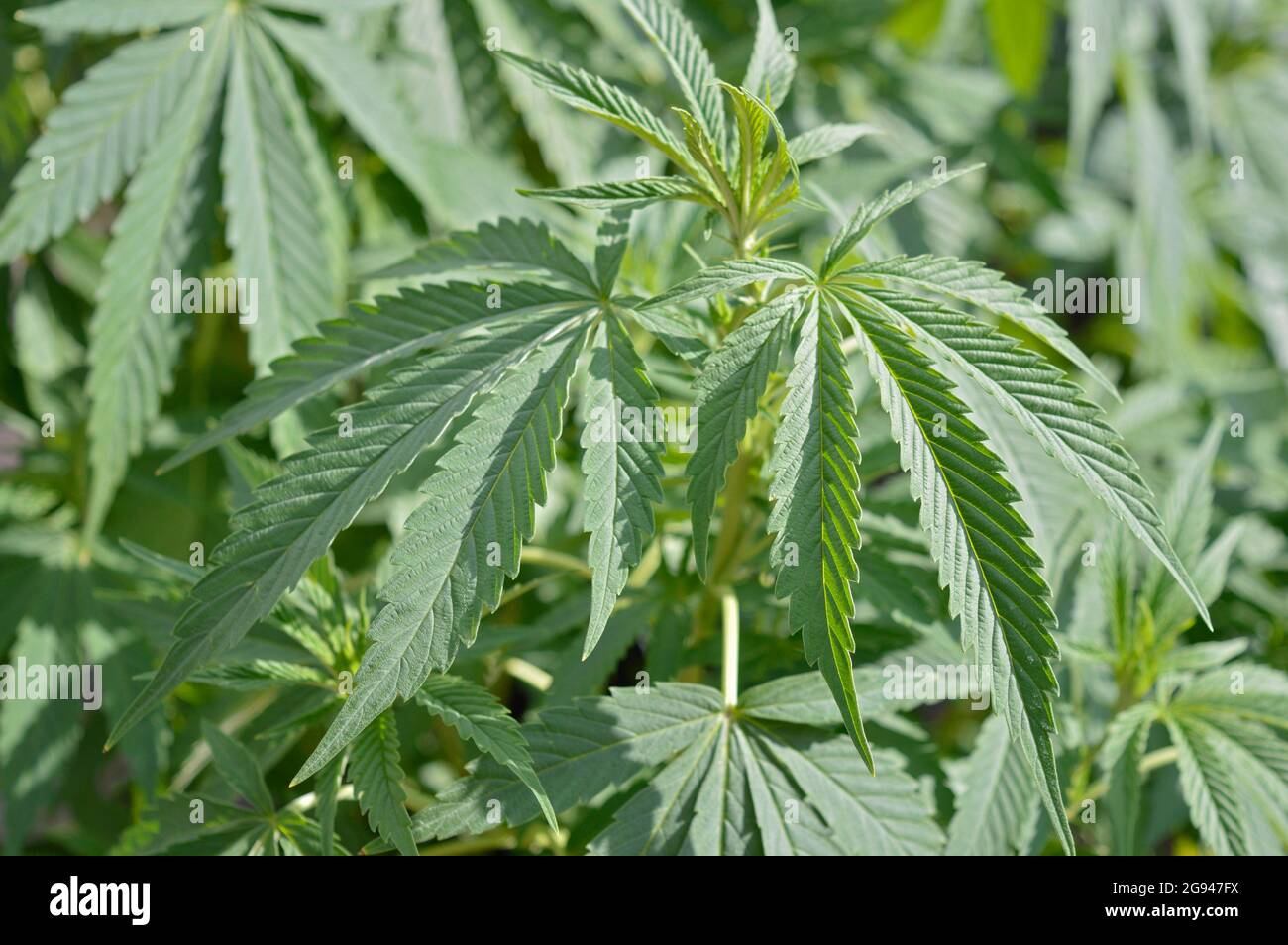 Plante de marijuana poussant dans la nature Banque D'Images