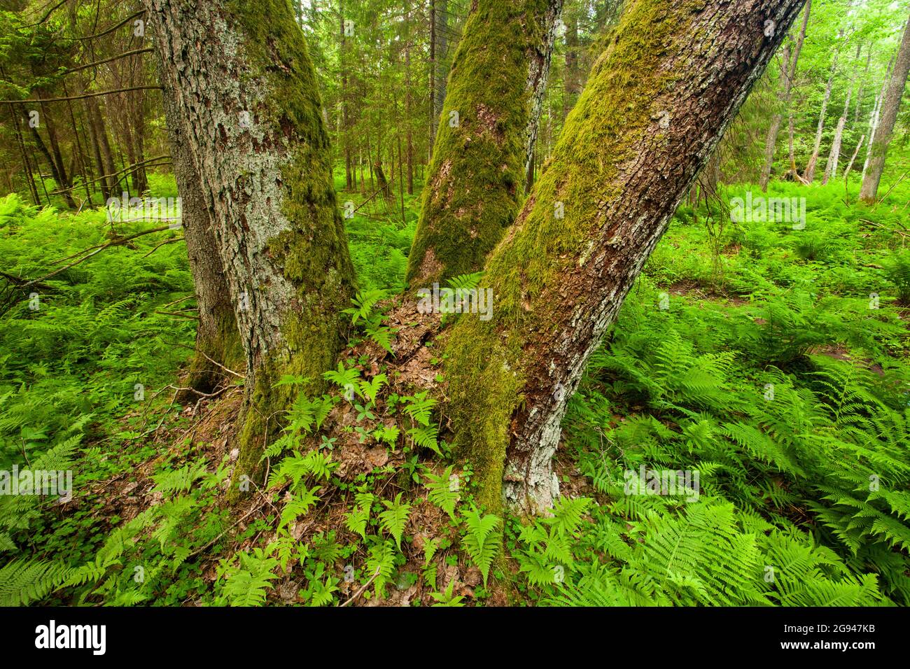 Plusieurs arbres couverts de mousse et de jeunes fougères dans une ancienne forêt en Estonie, en Europe du Nord. Banque D'Images