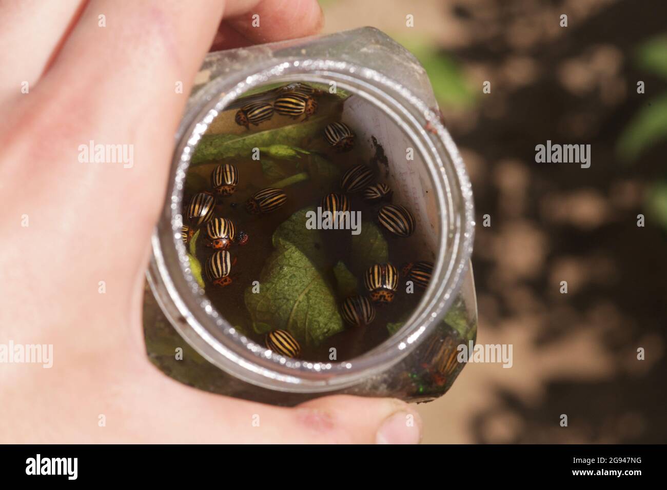 Betteraves à pommes de terre du Colorado, Leptinotarsa decemlineata, cueillies dans l'eau salée en Europe. Banque D'Images