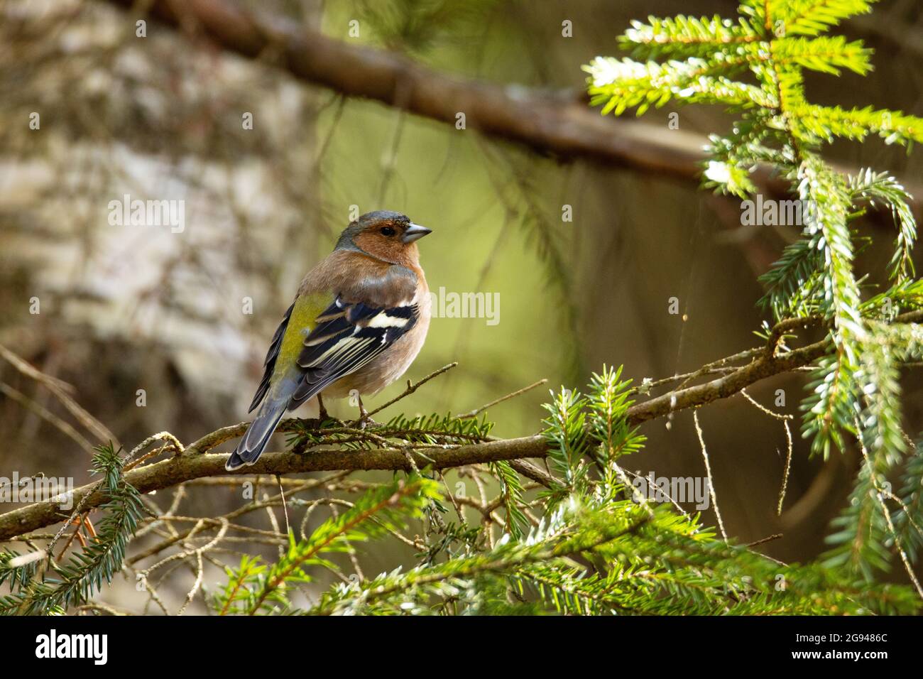 Chaffin commun mâle, Caingilla coelebs perchés sur une branche d'épinette dans la forêt estonienne. Banque D'Images