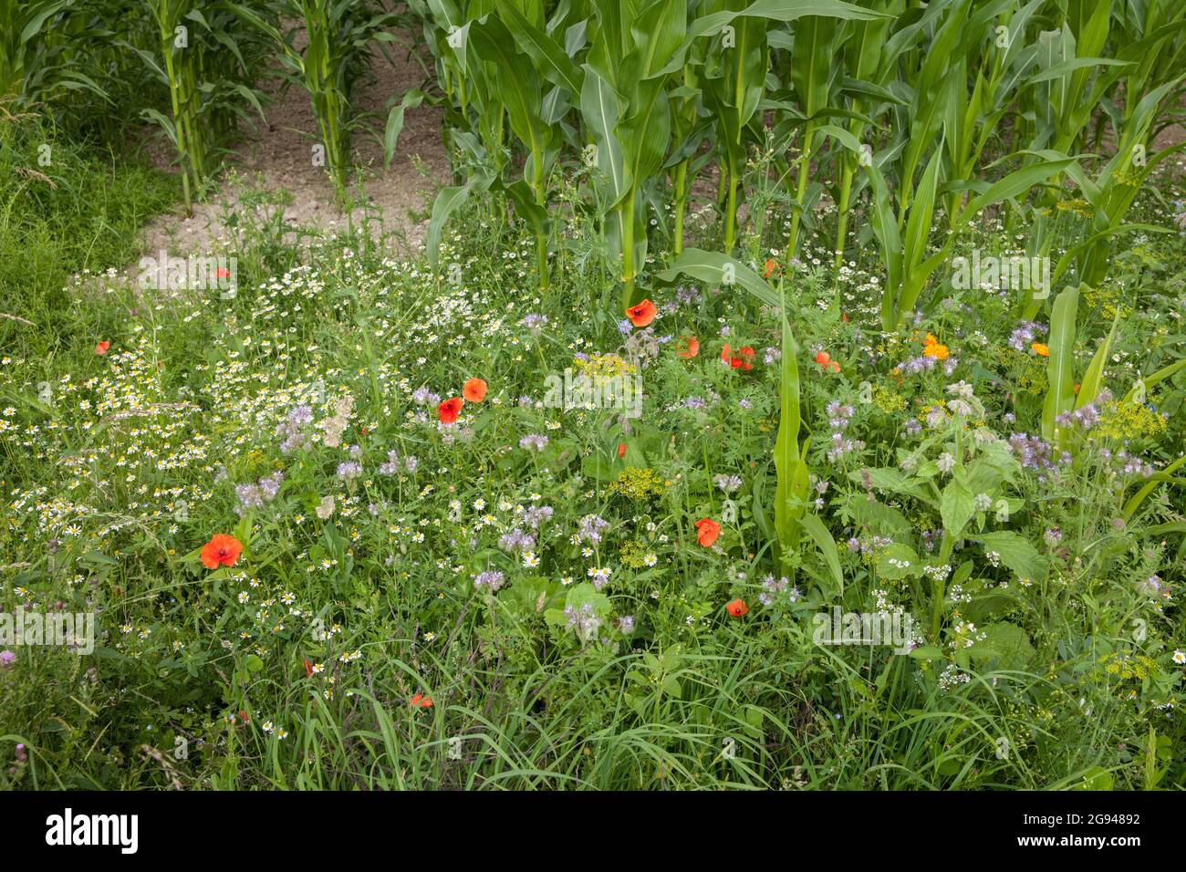 Bande fleurie d'un champ de maïs près de Billerbeck, région de Muensterland, Rhénanie-du-Nord-Westphalie, Allemagne. Bluehstreifen an einem Maisfeld BEI Billerbeck, Banque D'Images