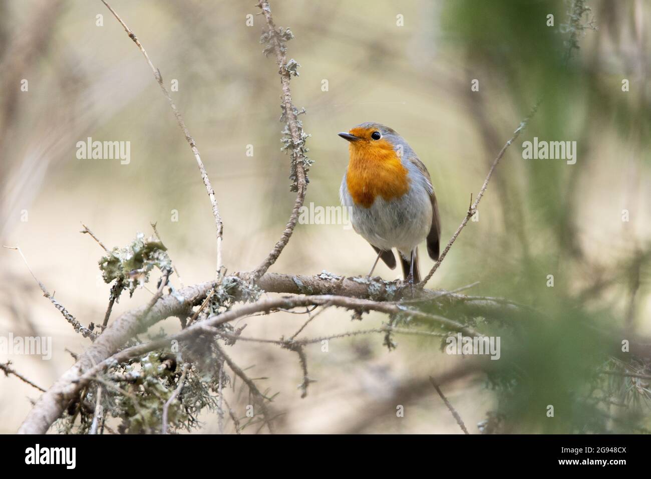 Petit robin européen, erithacus rubecula perché sur une branche dans la forêt estonienne. Banque D'Images